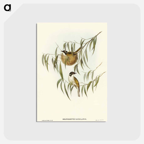 アートポストカード-Lunulated Honey-eater
 - オーストラリアの鳥 Postcard.