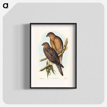 Birds of Australia
 - ジョン グールド Poster.