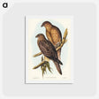 アートポストカード-Birds of Australia
 - ジョン グールド Postcard.