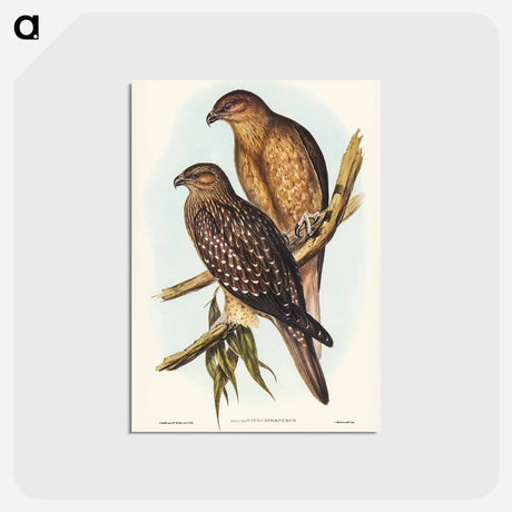 アートポストカード-Birds of Australia
 - ジョン グールド Postcard.