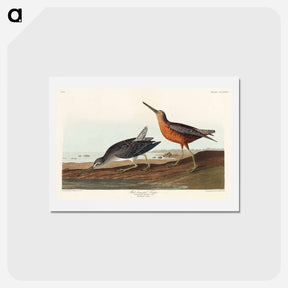 アートポストカード-Red-breasted Snipe
 - ジョン ジェームス オーデュボン Postcard.