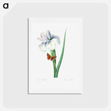 アートポストカード-Spanish iris - ピエール ジョゼフ ルドゥーテ Postcard.
