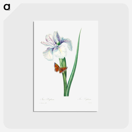 アートポストカード-Spanish iris - ピエール ジョゼフ ルドゥーテ Postcard.