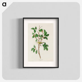 アートポスター-Tennessee Warbler from Birds of America
 - アメリカの鳥たち Poster.