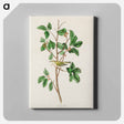 アートパネル-Tennessee Warbler from Birds of America
 - アメリカの鳥たち Canvas.