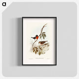 Norfolk Island Robin
 - オーストラリアの鳥 Poster.