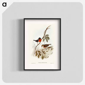 アートポスター-Norfolk Island Robin
 - オーストラリアの鳥 Poster.