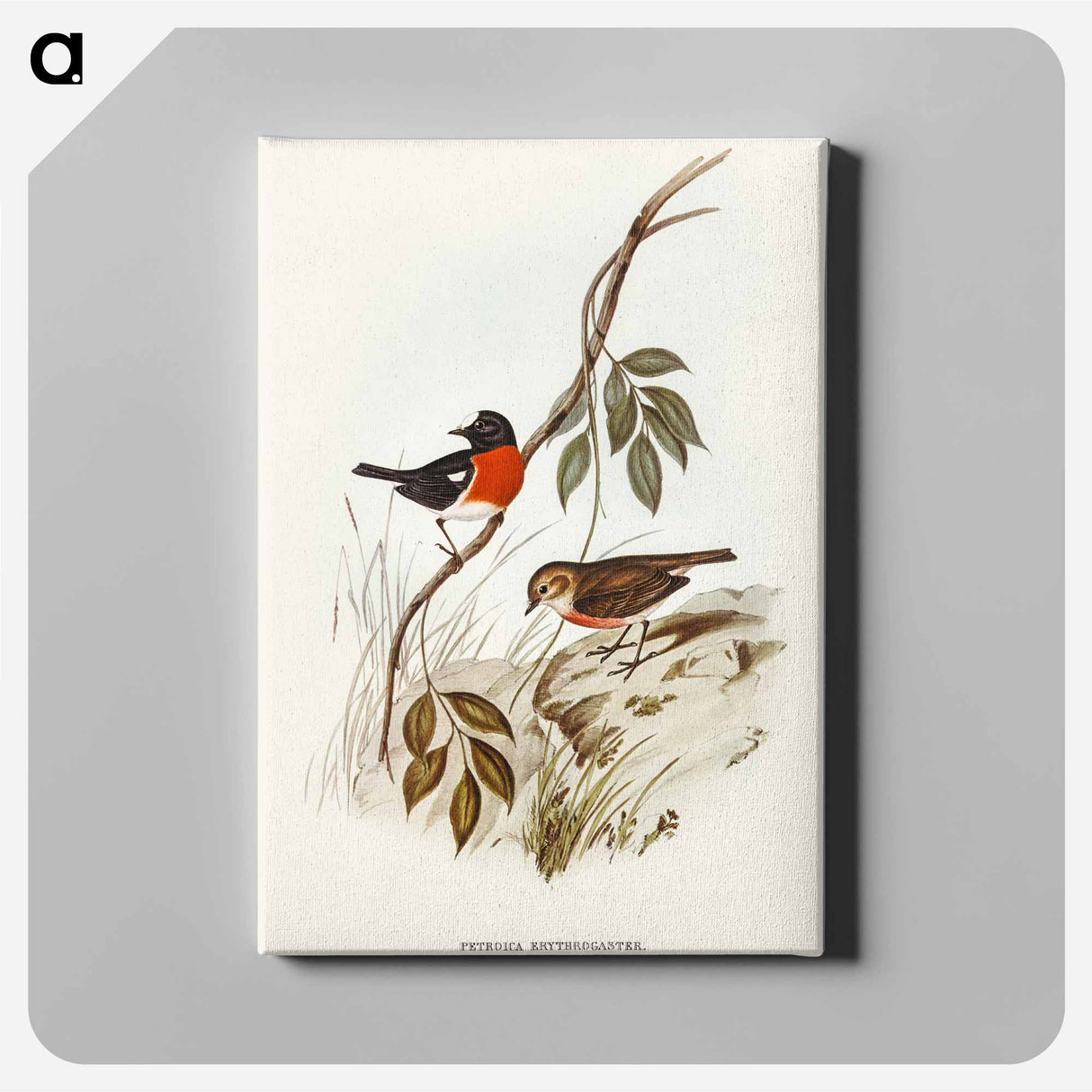 Norfolk Island Robin
 - オーストラリアの鳥 Canvas.