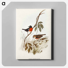 アートパネル-Norfolk Island Robin
 - オーストラリアの鳥 Canvas.