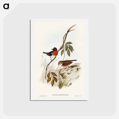 アートポストカード-Norfolk Island Robin
 - オーストラリアの鳥 Postcard.
