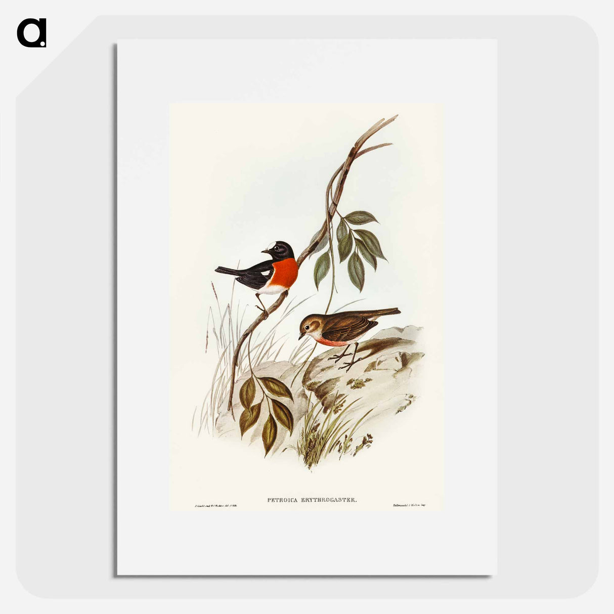 Norfolk Island Robin
 - オーストラリアの鳥 Poster.