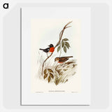 Norfolk Island Robin
 - オーストラリアの鳥 Poster.