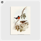 アートポストカード-Norfolk Island Robin
 - オーストラリアの鳥 Postcard.