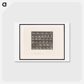 アートポストカード-The Reader
 - エドワード マイブリッジ Postcard.