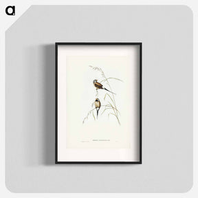 アートポスター-Long-tailed Grass Finch
 - ジョン グールド Poster.