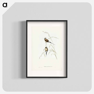 Long-tailed Grass Finch
 - ジョン グールド Poster.