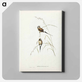 アートパネル-Long-tailed Grass Finch
 - ジョン グールド Canvas.