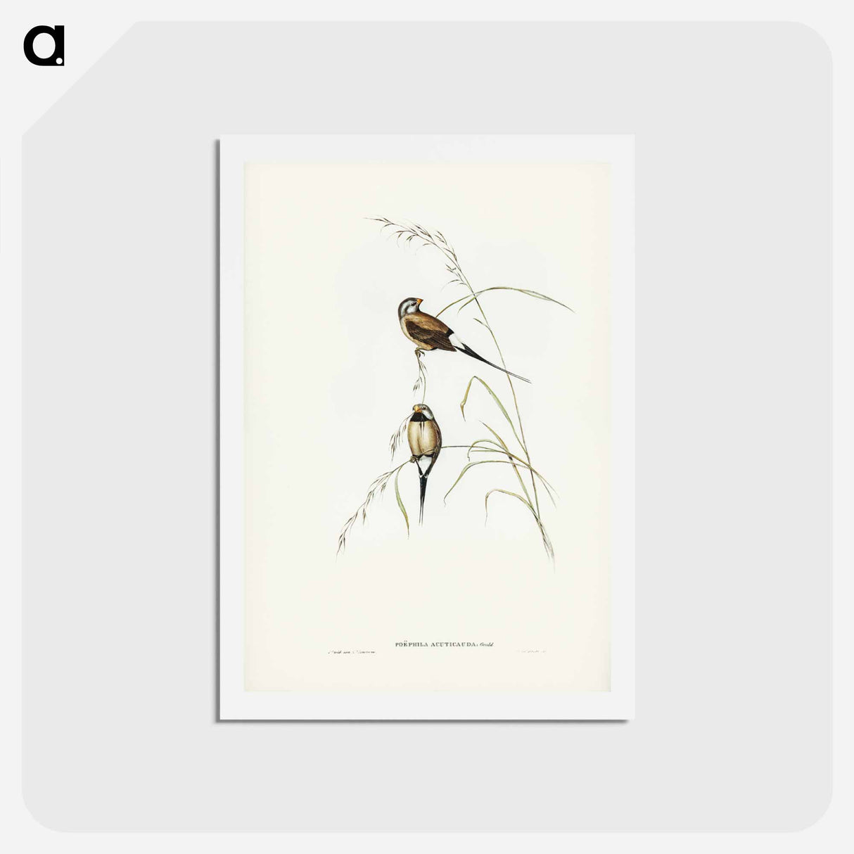 アートポストカード-Long-tailed Grass Finch
 - ジョン グールド Postcard.