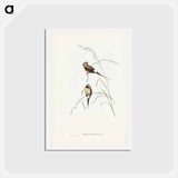 アートポストカード-Long-tailed Grass Finch
 - ジョン グールド Postcard.