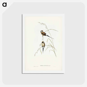 アートポストカード-Long-tailed Grass Finch
 - ジョン グールド Postcard.