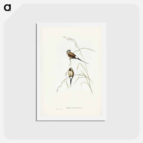 アートポストカード-Long-tailed Grass Finch
 - ジョン グールド Postcard.