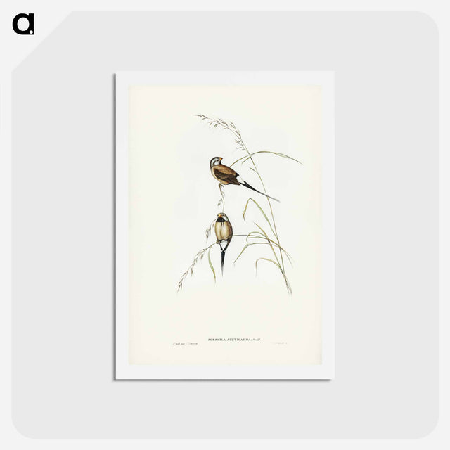 アートポストカード-Long-tailed Grass Finch
 - ジョン グールド Postcard.