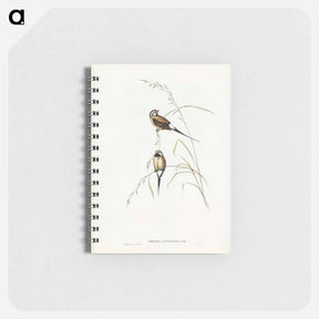 アートメモ帳-Long-tailed Grass Finch
 - ジョン グールド Memo.