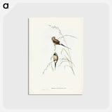 アートポストカード-Long-tailed Grass Finch
 - ジョン グールド Postcard.