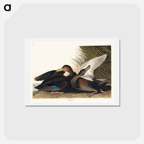 アートポストカード-Dusky Duck
 - ジョン ジェームス オーデュボン Postcard.