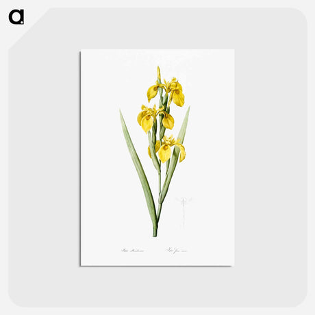 アートポストカード-Irises - ピエール ジョゼフ ルドゥーテ Postcard.