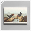 アートパネル-American Water Ouzel
 - アメリカの鳥たち Canvas.