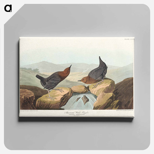 アートパネル-American Water Ouzel
 - アメリカの鳥たち Canvas.