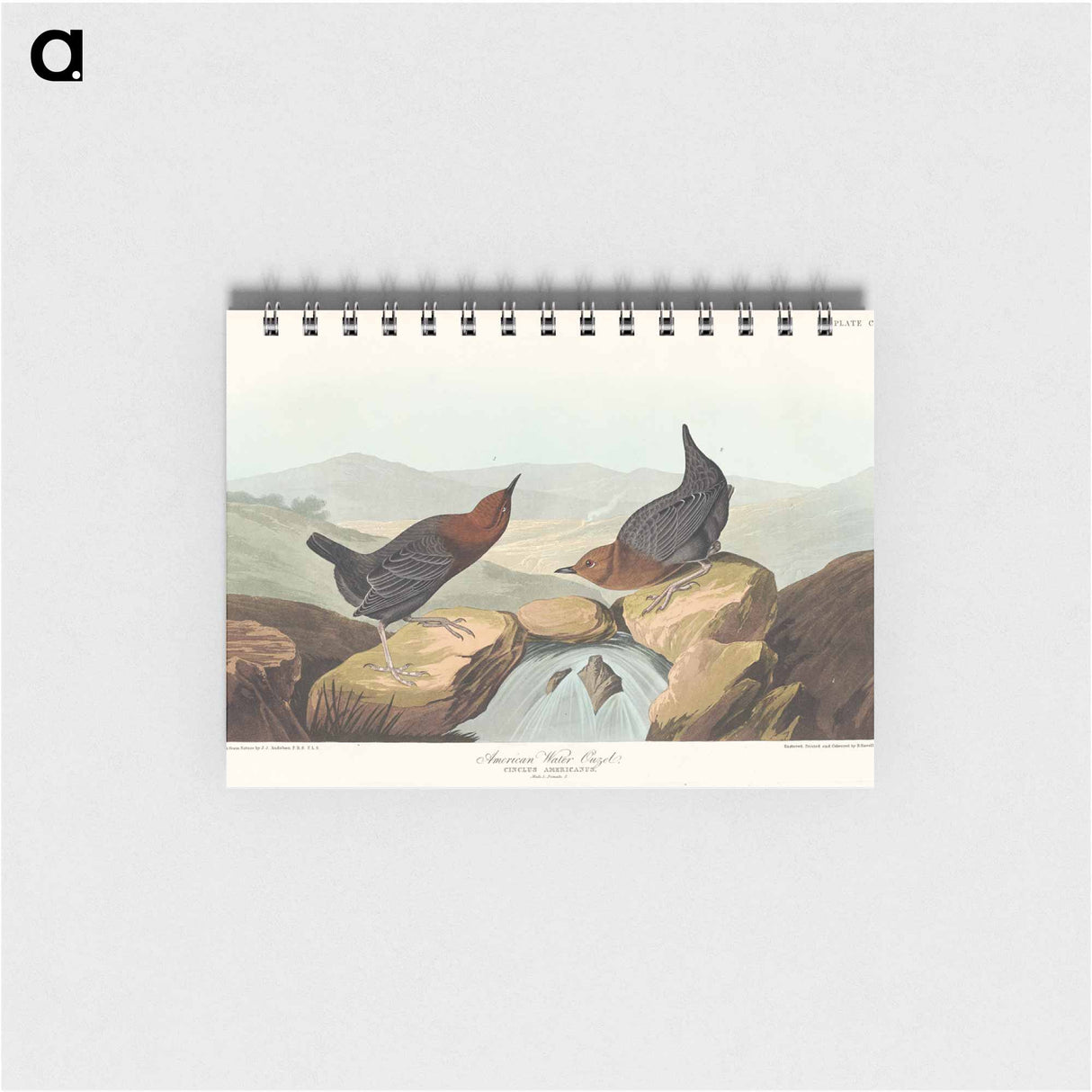 アートメモ帳-American Water Ouzel
 - アメリカの鳥たち Memo.