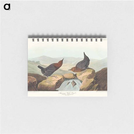 アートメモ帳-American Water Ouzel
 - アメリカの鳥たち Memo.