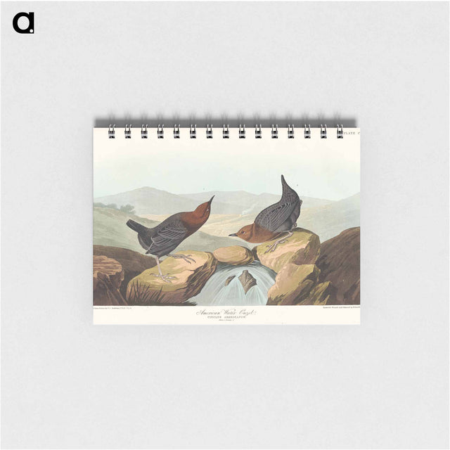 アートメモ帳-American Water Ouzel
 - アメリカの鳥たち Memo.