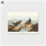 アートポストカード-American Water Ouzel
 - アメリカの鳥たち Postcard.