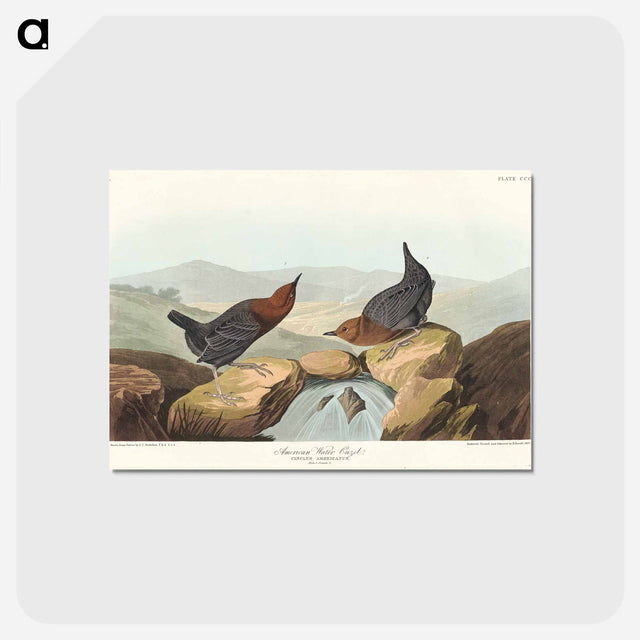 アートポストカード-American Water Ouzel
 - アメリカの鳥たち Postcard.