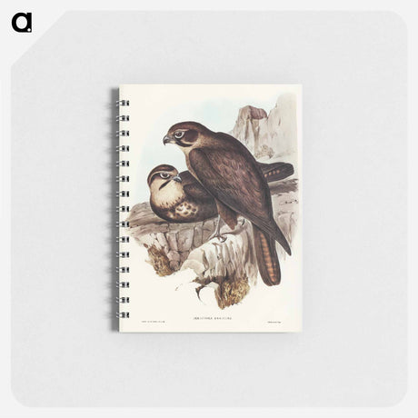 アートメモ帳-Brown Hawk
 - オーストラリアの鳥 Memo.