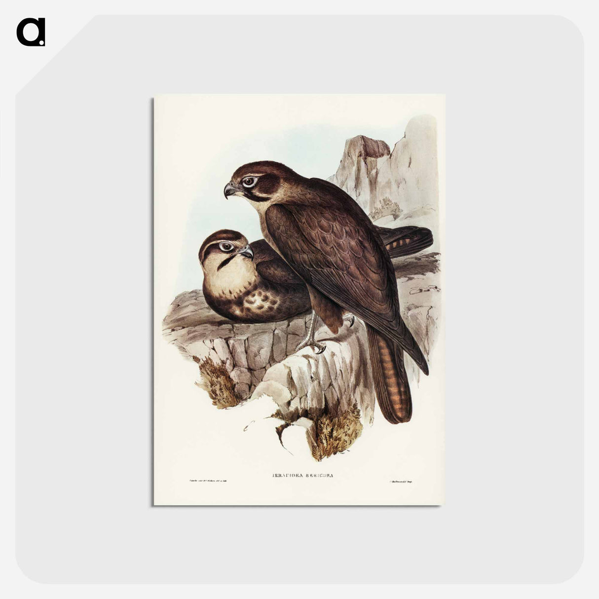 アートポストカード-Brown Hawk
 - オーストラリアの鳥 Postcard.