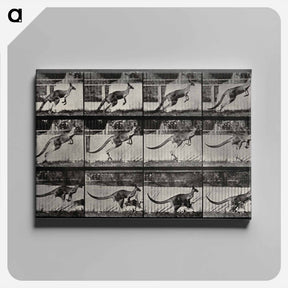 アートパネル-Jumping Kangaroo
 - エドワード マイブリッジ Canvas.