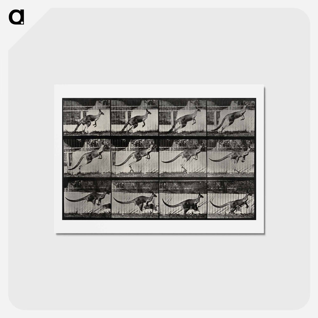 アートポストカード-Jumping Kangaroo
 - エドワード マイブリッジ Postcard.