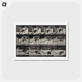アートポストカード-Jumping Kangaroo
 - エドワード マイブリッジ Postcard.