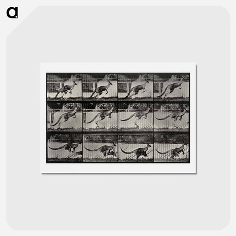 アートポストカード-Jumping Kangaroo
 - エドワード マイブリッジ Postcard.