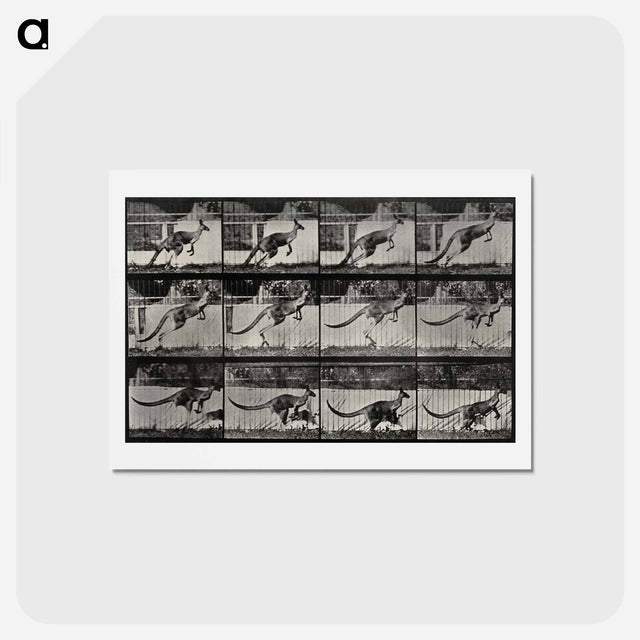 アートポストカード-Jumping Kangaroo
 - エドワード マイブリッジ Postcard.