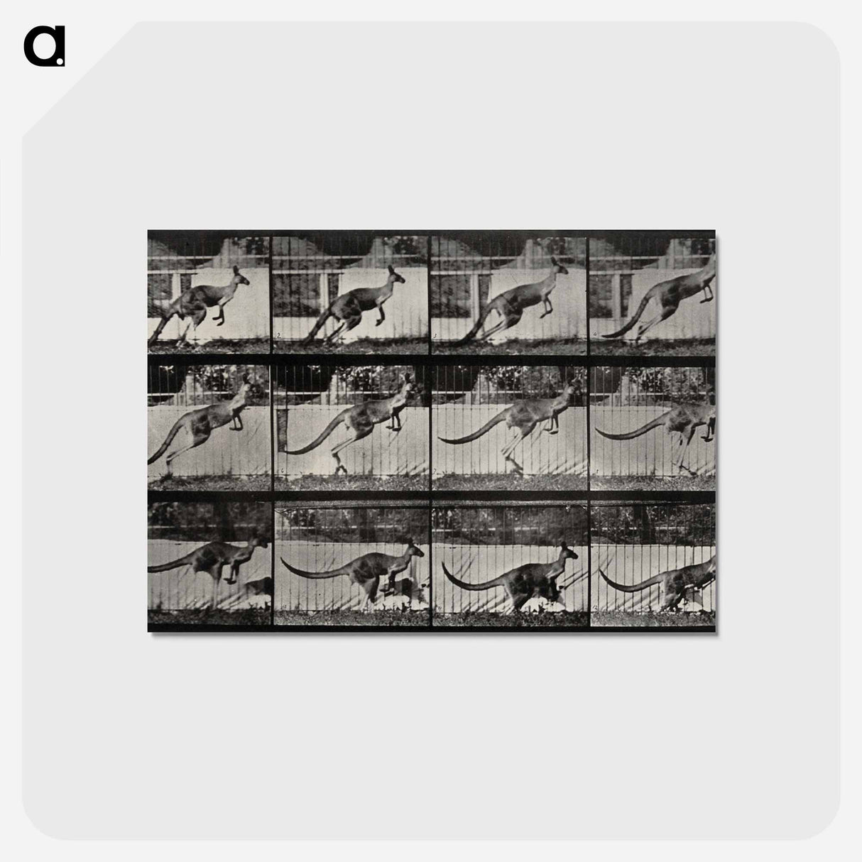 アートポストカード-Jumping Kangaroo
 - エドワード マイブリッジ Postcard.
