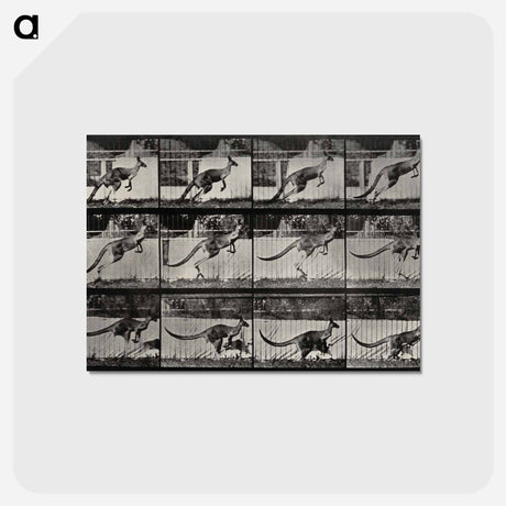 アートポストカード-Jumping Kangaroo
 - エドワード マイブリッジ Postcard.