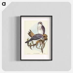 アートポスター-New Holland Goshawk
 - ジョン グールド Poster.