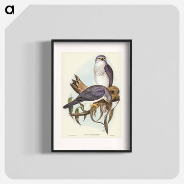 New Holland Goshawk
 - ジョン グールド Poster.
