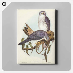 アートパネル-New Holland Goshawk
 - ジョン グールド Canvas.