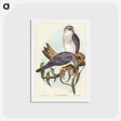 アートポストカード-New Holland Goshawk
 - ジョン グールド Postcard.